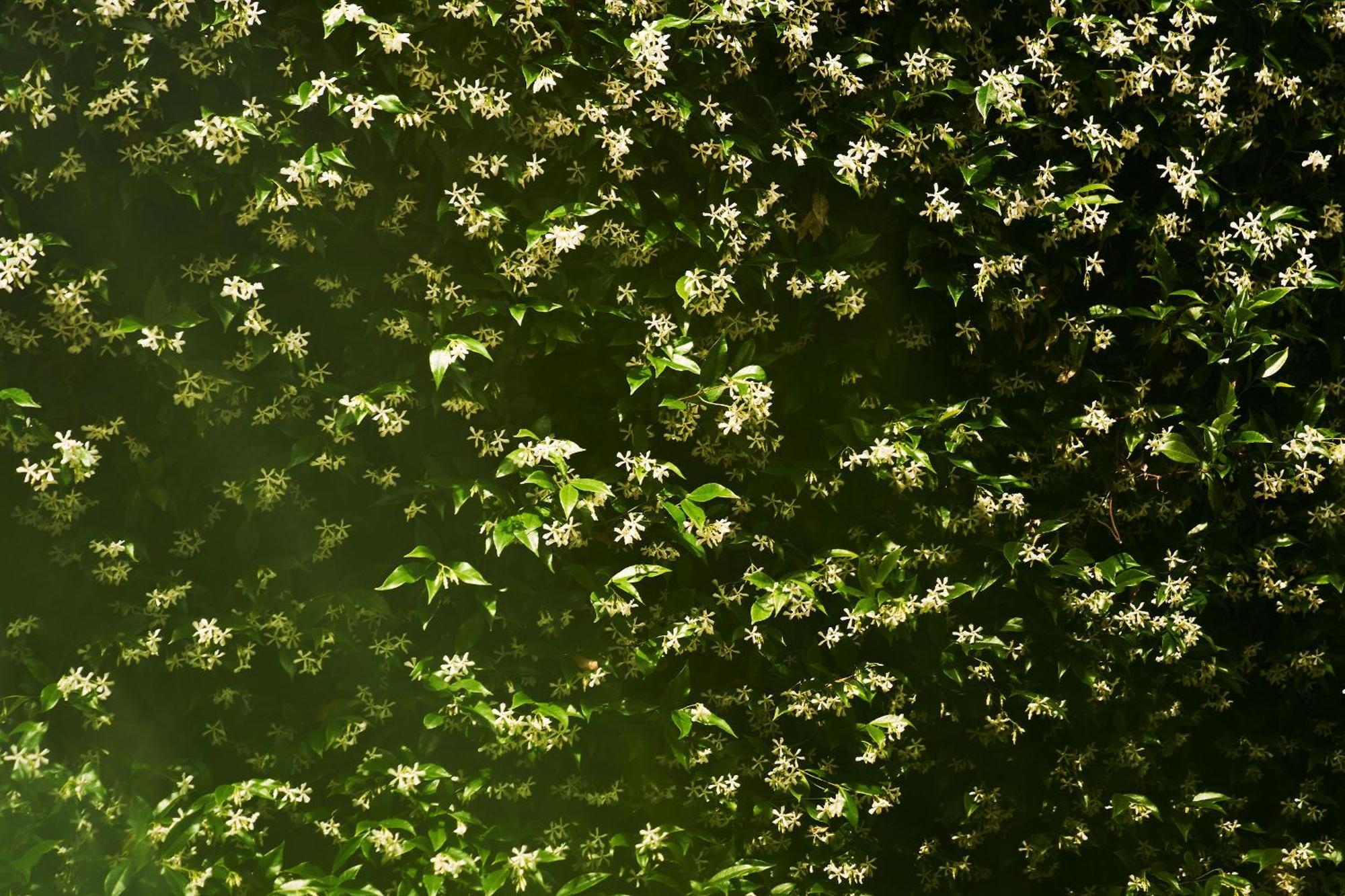 Giardino Segreto, In Centro Daire Trieste Dış mekan fotoğraf